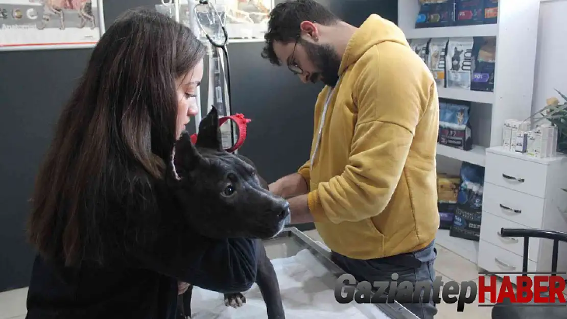 Veteriner kliniklerinde son gün çip yoğunluğu