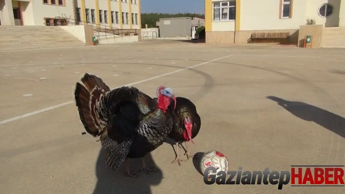 Yetenekli hindilerin futbol keyfi
