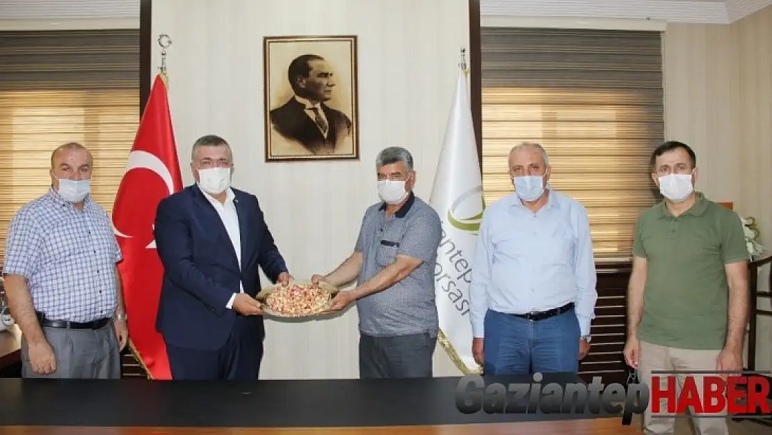 Antep fıstığında yılın ilk ürünü hasat edildi