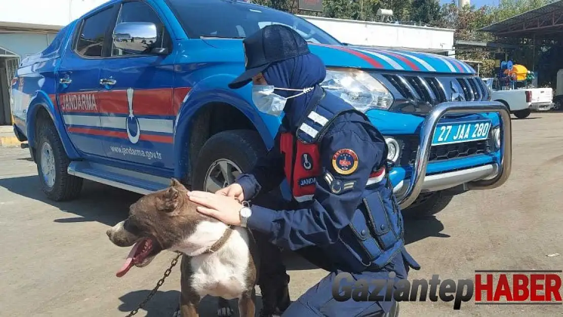 Zincirle otomobilin arkasına bağlanan köpeği jandarma kurtardı