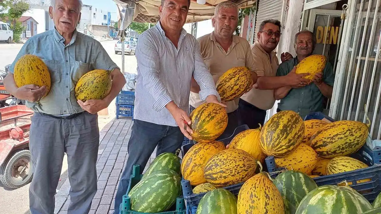 Araban Ovası'nda kavun hasadı başladı