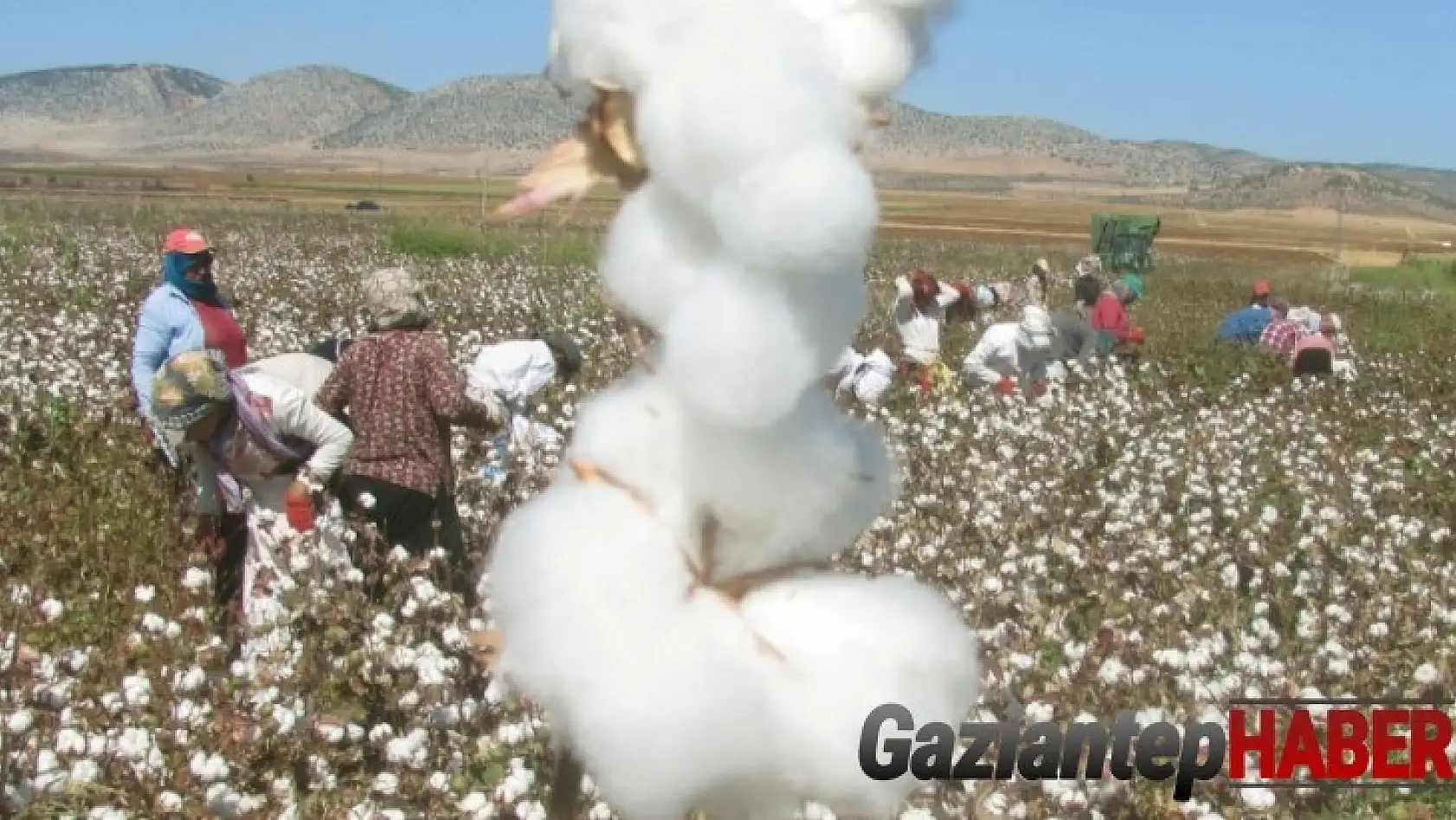 Araban'da beyaz altının hasadı başladı