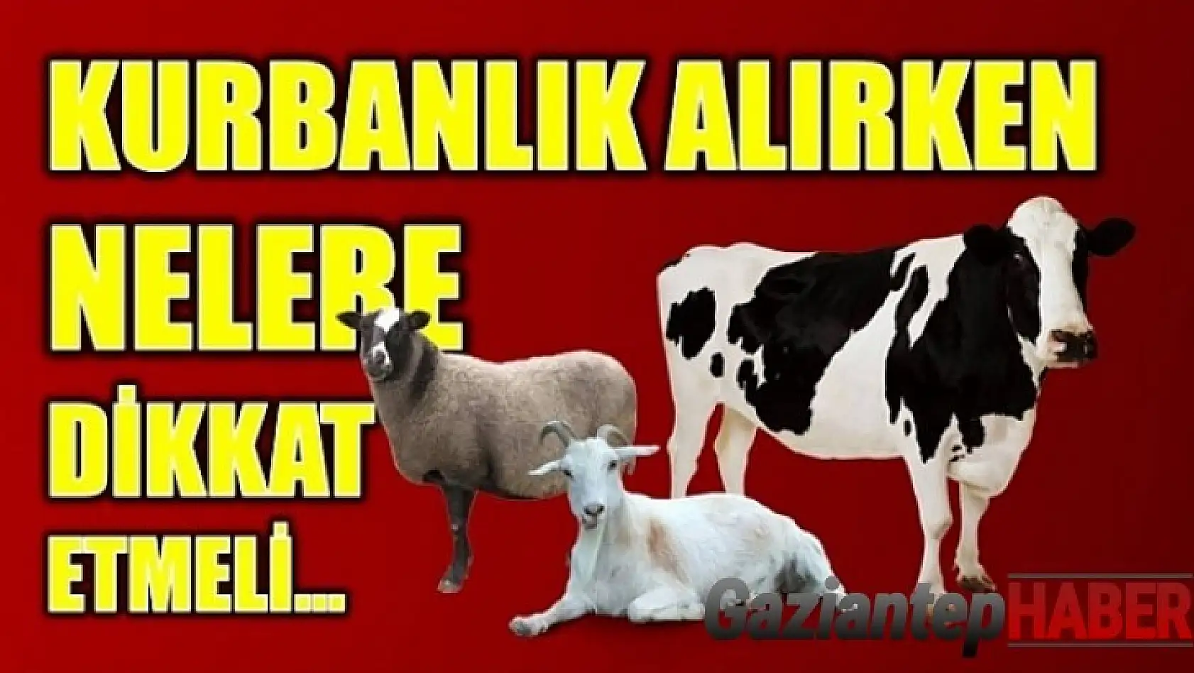 Kurbanlık seçerken nelere dikkat etmeliyiz