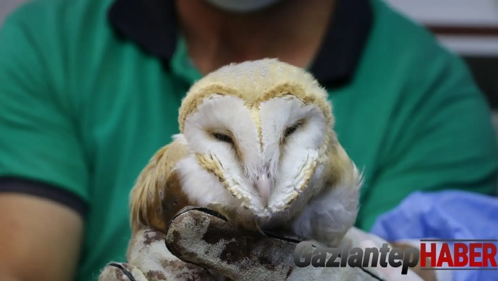 Nesli tükenmek üzeriydi Gaziantep'te yaralı bulundu