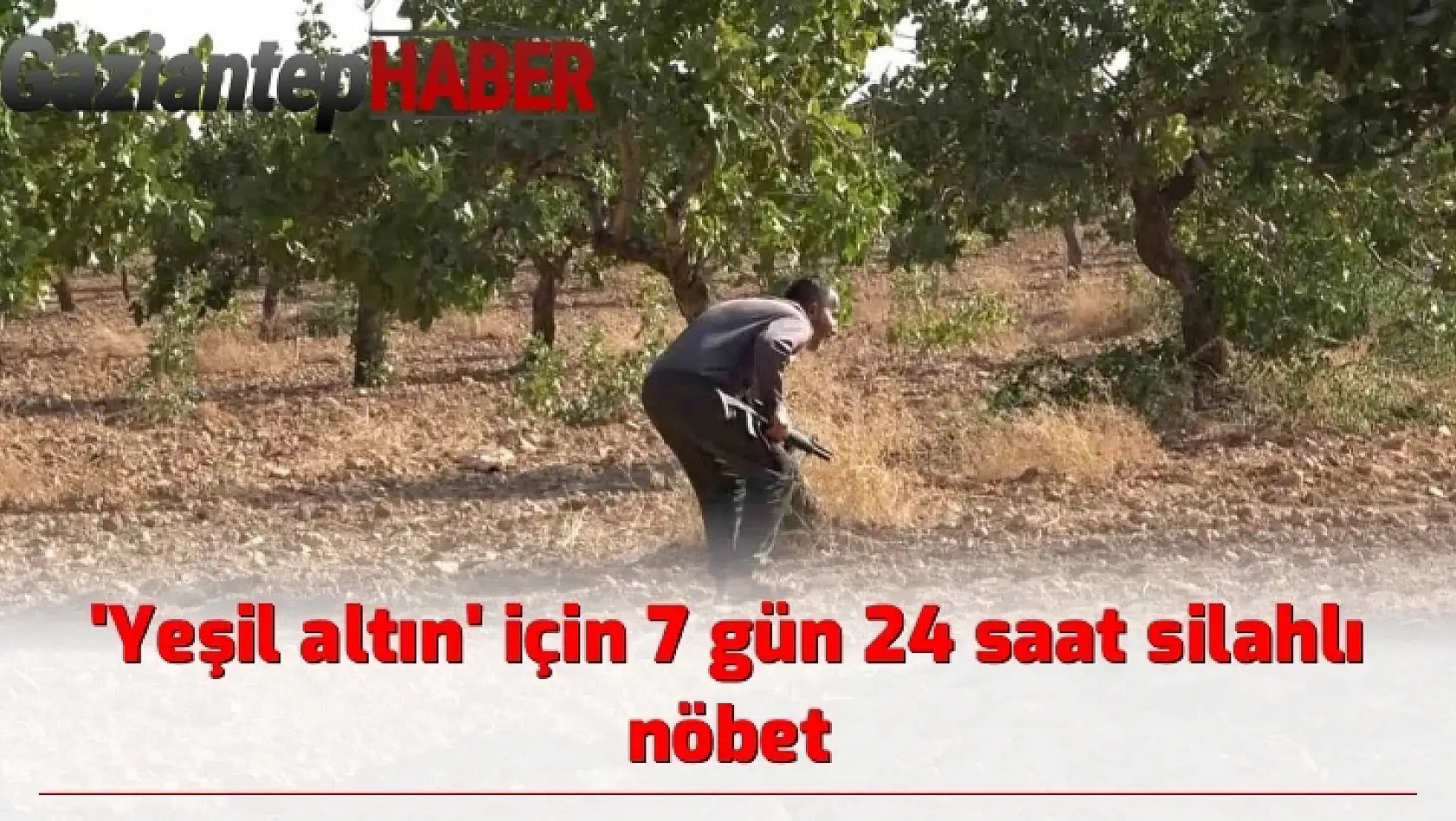 'Yeşil altın' için 7 gün 24 saat silahlı nöbet