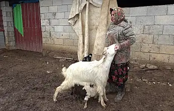Annesinin kabul etmediği kuzuyu keçiler sahiplendi