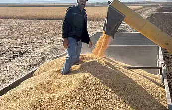 Araban Ovası'nda mısır hasadına başlandı