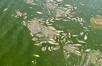 Barajda su seviyesi düştü, balıklar telef oldu