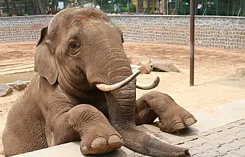 Fatma Şahin'den CHP'li Başarır'a yalanlama