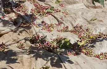 Fıstığın anavatanı Gaziantep'te hasat başladı