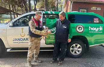 Gaziantep'te yaralı halde bulunan kartal, tedavi altına alındı