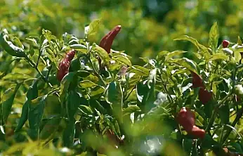 Kadınların biber mesaisi başladı