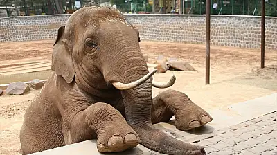 Fatma Şahin'den CHP'li Başarır'a yalanlama