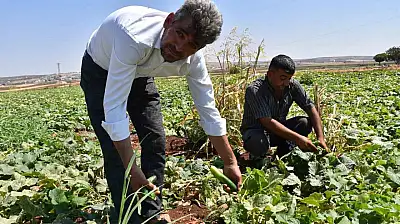 Gaziantep'te domates, patlıcan ve biber hasadı başladı