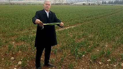 Altun, 'Yağışlar AB Tescilli Araban Sarımsağının kalite ve rekolteyi arttıracak'