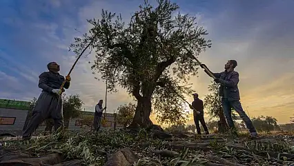 Gaziantep ve bölgede zeytin hasadı başladı