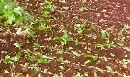 Araban'da dolu yağışı etkili oldu