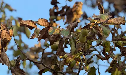 Sıcaklardan etkilenen ceviz ağaçlarının yaprakları ile meyveleri kurudu