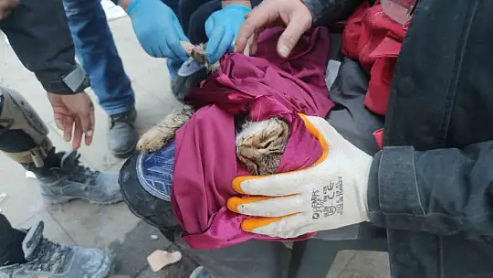 135 saat sonra enkazdan çıkan kedi tedavi altına alındı