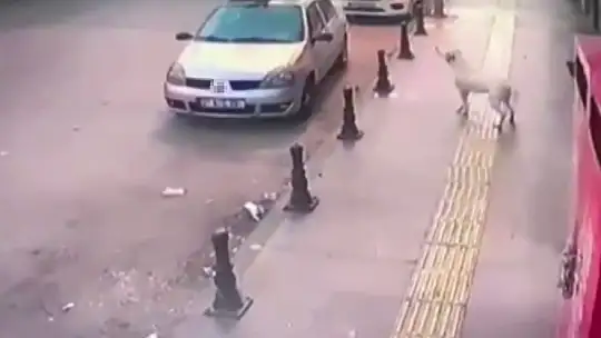 2 genç, köpek saldırısından aracın üzerine çıkarak kurtuldu