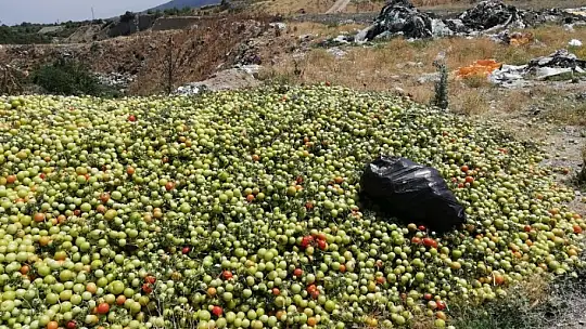 2 tır domatesi boş araziye attılar