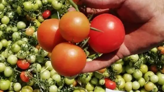 2 tır domatesi boş araziye attılar