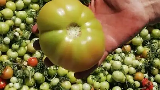 2 tır domatesi boş araziye attılar