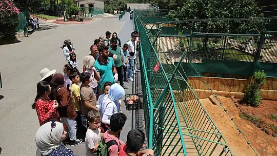 45 derece sıcaklıkta hayvanlar buzlu kokteylle serinledi