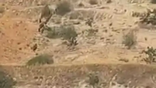 Aç kalan domuz sürüleri Antep fıstığı bahçelerine dadandı