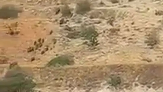 Aç kalan domuz sürüleri Antep fıstığı bahçelerine dadandı