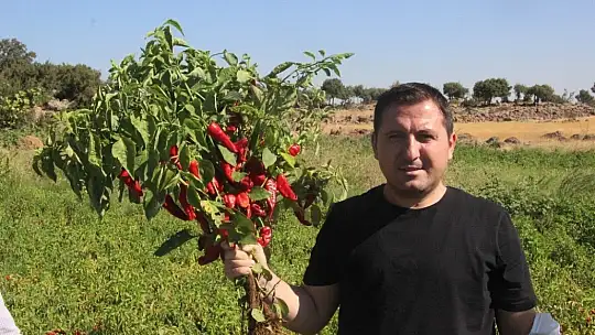 Acıdan para kazanıyorlar