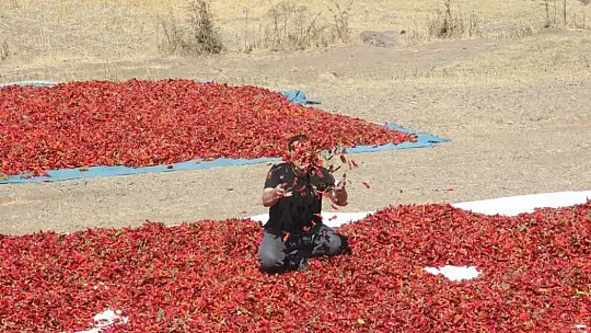 Acıdan para kazanıyorlar