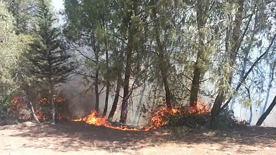 Adana'da orman yangını çıktı