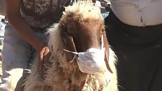 Aldığı kurbanlığa virüs bulaşmasın diye maske taktı
