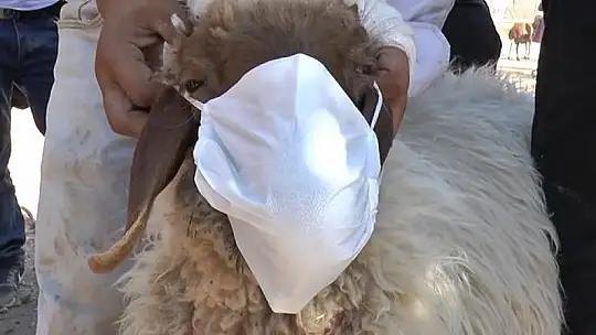 Aldığı kurbanlığa virüs bulaşmasın diye maske taktı