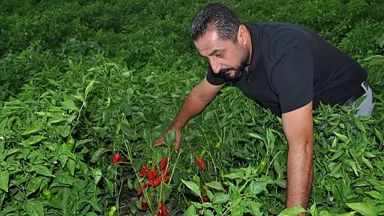 Biber fiyatının düşük olması tonlarca ürünün tarlada kalmasına neden oldu
