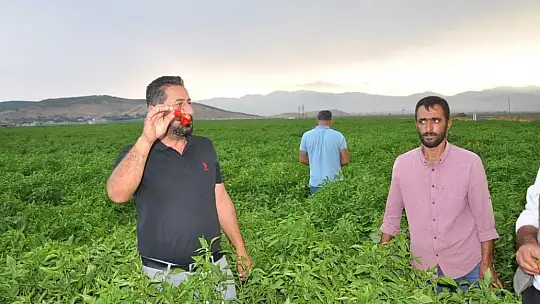 Biber fiyatının düşük olması tonlarca ürünün tarlada kalmasına neden oldu
