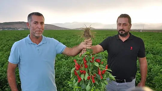 Biber fiyatının düşük olması tonlarca ürünün tarlada kalmasına neden oldu