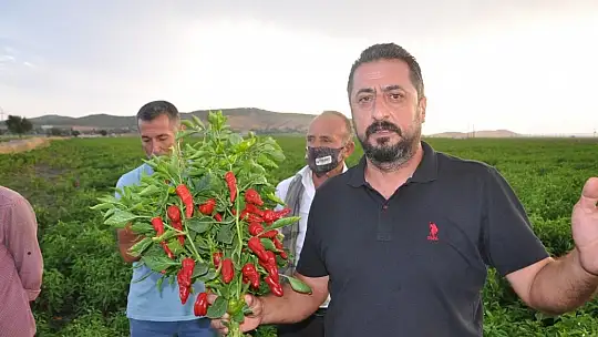 Biber fiyatının düşük olması tonlarca ürünün tarlada kalmasına neden oldu