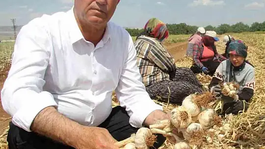 Altun'dan Araban Sarımsağı ile ilgili bilgi