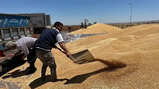 Ambarlar doldu, silolarda yer kalmayınca buğdaylar eski usülle saklanmaya başlandı