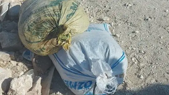 Antep fıstığı hırsızları tutuklandı