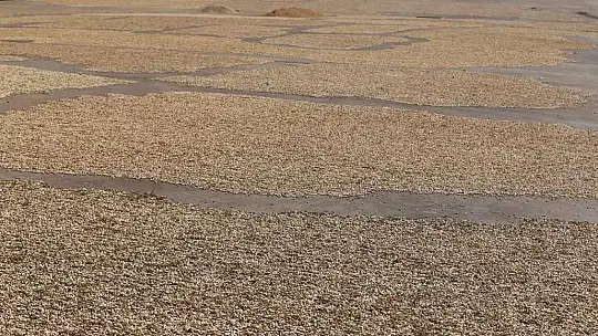 Antep fıstığını kavlatma mesaisi sürüyor