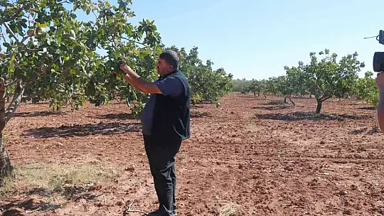Antepfıstığını bekleyen tehlike