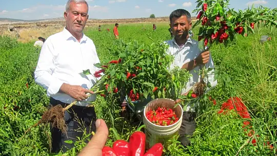 Araban'da biber hasadına başlandı