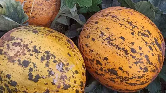 Araban'da kavun hasadı başlandı