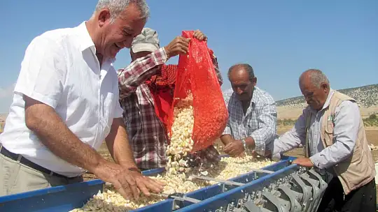 Araban'da sarımsak dikimi başladı