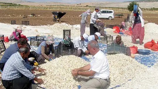 Araban'da sarımsak dikimi başladı