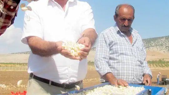 Araban'da sarımsak dikimi başladı
