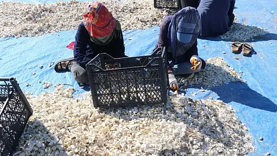 Araban'da sarımsak ekimi sürüyor